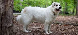 Perro